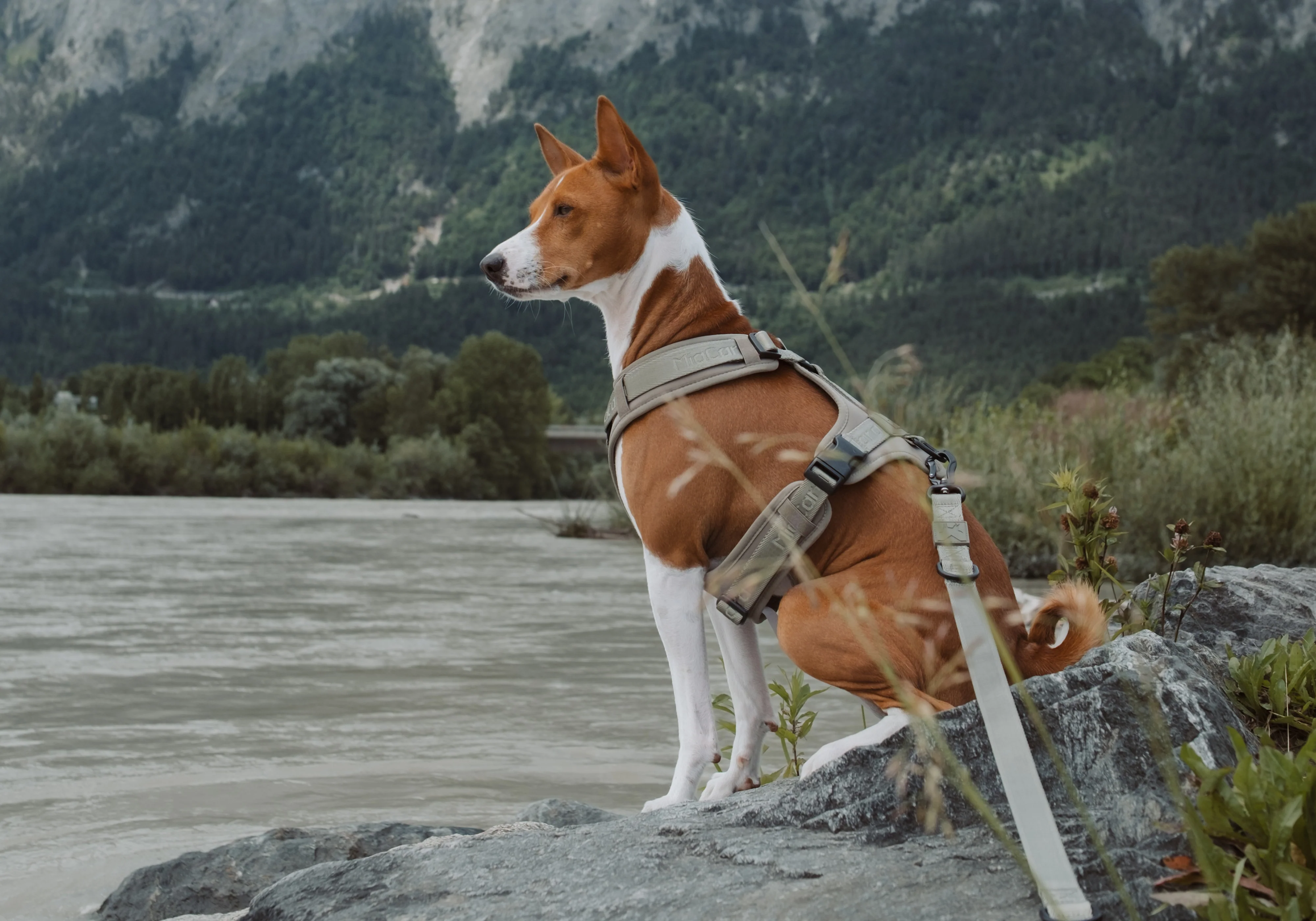 Designklassiker für Hund und Katze